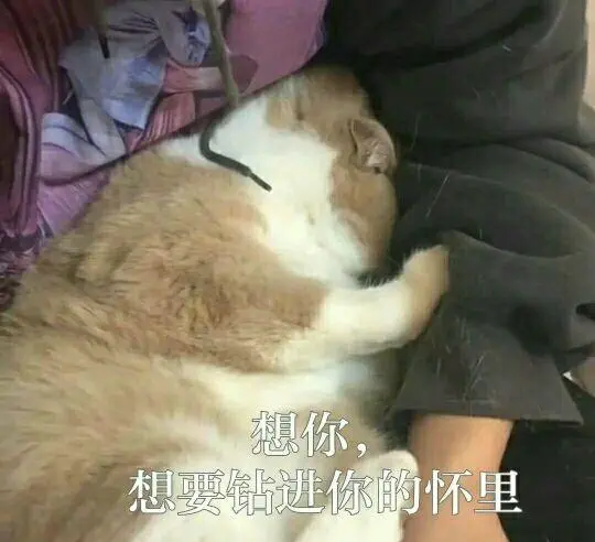 表情包-表情图