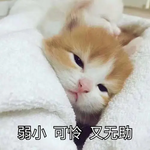 弱小可怜又无助热门表情包精选斗图表情