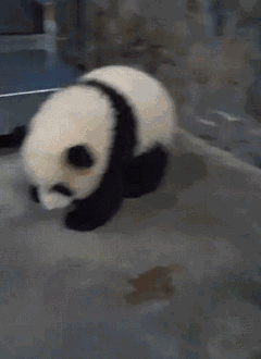 熊猫可爱醉拳萌萌哒夺宝gif动图_动态图_表情包下载_soogif