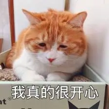 猫咪毛茸茸喵星人我真的很开心gif动图_动态图_表情包下载_soogif