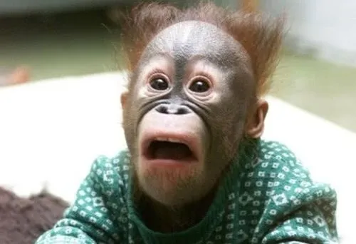当动物恐惧的时候是什么样?表情一个比一个亮,网友:全是戏精!