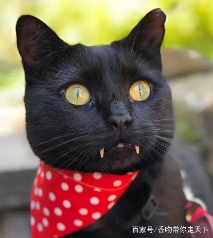 你见过黑猫吗?都说它不吉利,可有人拿它当做宝