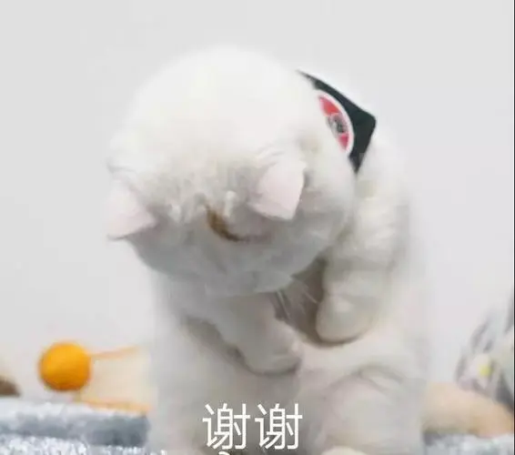 自己的感谢,以及乖巧可爱~点击查看2,搞笑版谢谢红包表情而下面这些搞