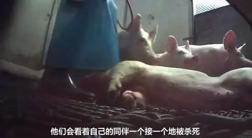 虽然画面极度血腥,但不妨碍它成为2018年评分最高的纪录片
