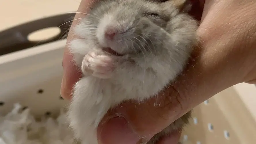 【仓鼠】笑鼠嗑瓜子