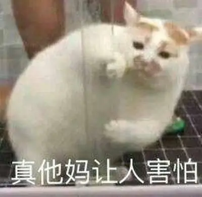 表情包斗图聊天猫楼楼楼板娘油油真他妈让人害怕高糊表情包