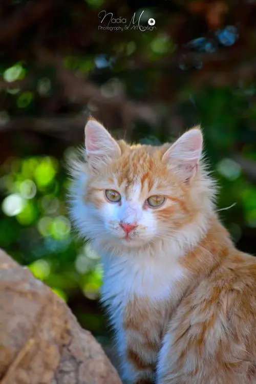 猫猫图片大全可爱高清壁纸摄影图片-美篇