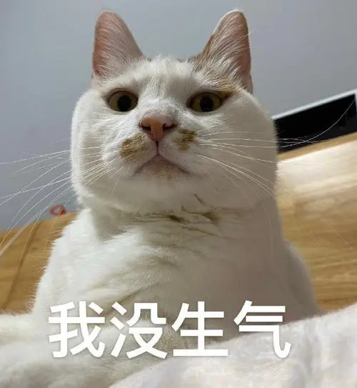 萌宠猫星人我没生气气呼呼可爱呆萌gif动图_动态图_表情包下载_soogif