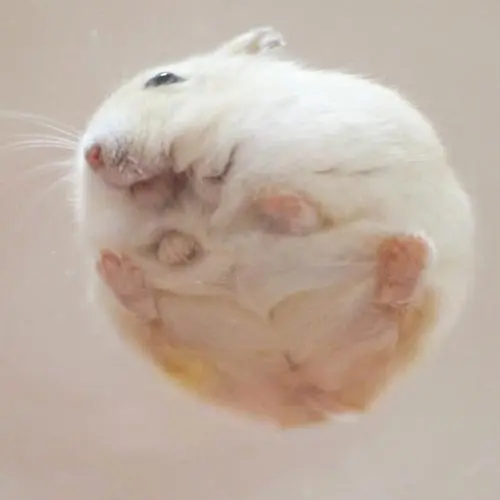 来看一下仓鼠胖子的底盘