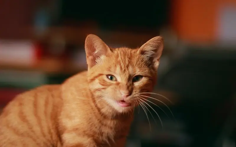 猫高清壁纸1024x768分辨率下载,猫高清壁纸,高清图片,壁纸,动物-桌面