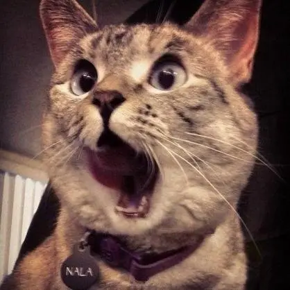 搞笑的猫咪图片超级萌宠来袭