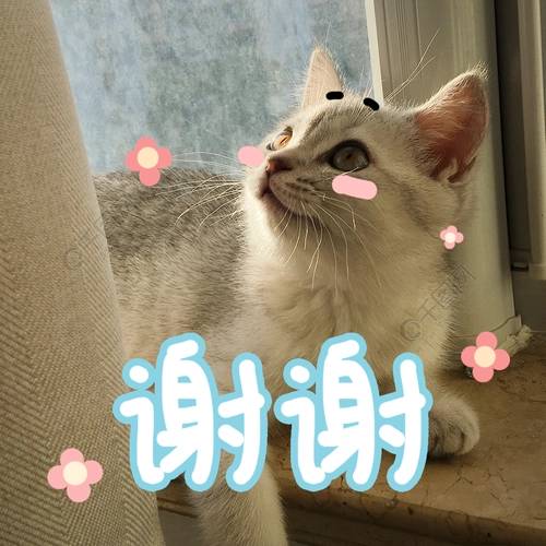 萌萌哒可爱猫咪搞怪原创表情包