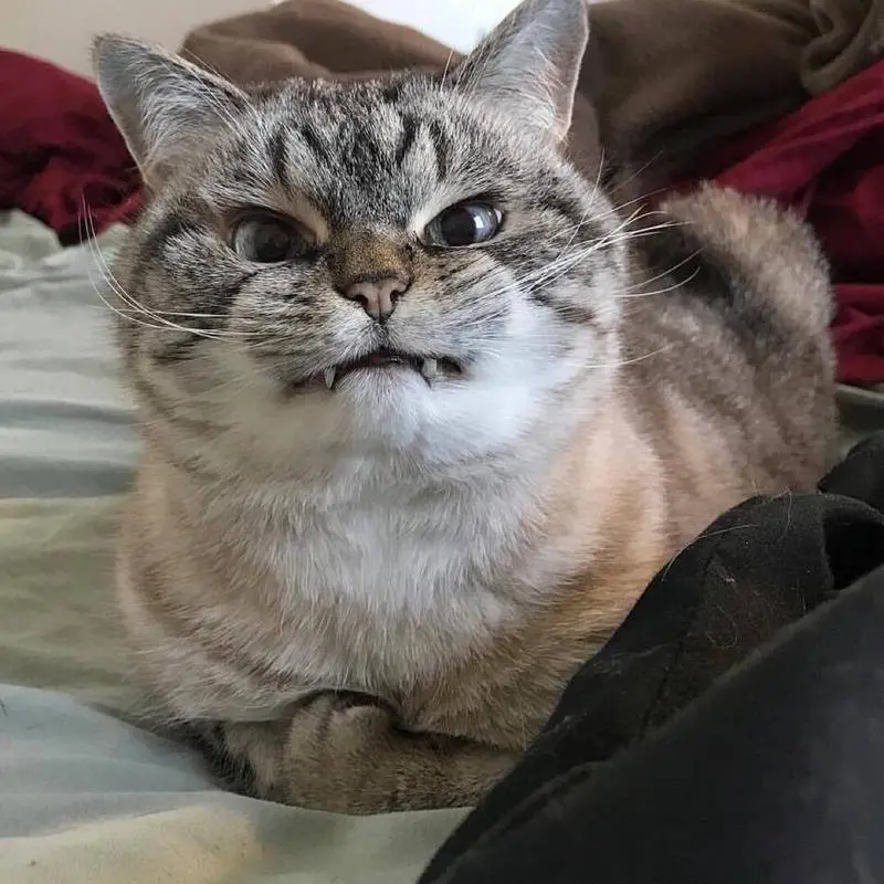 萌宠喵星人猫咪超凶表情