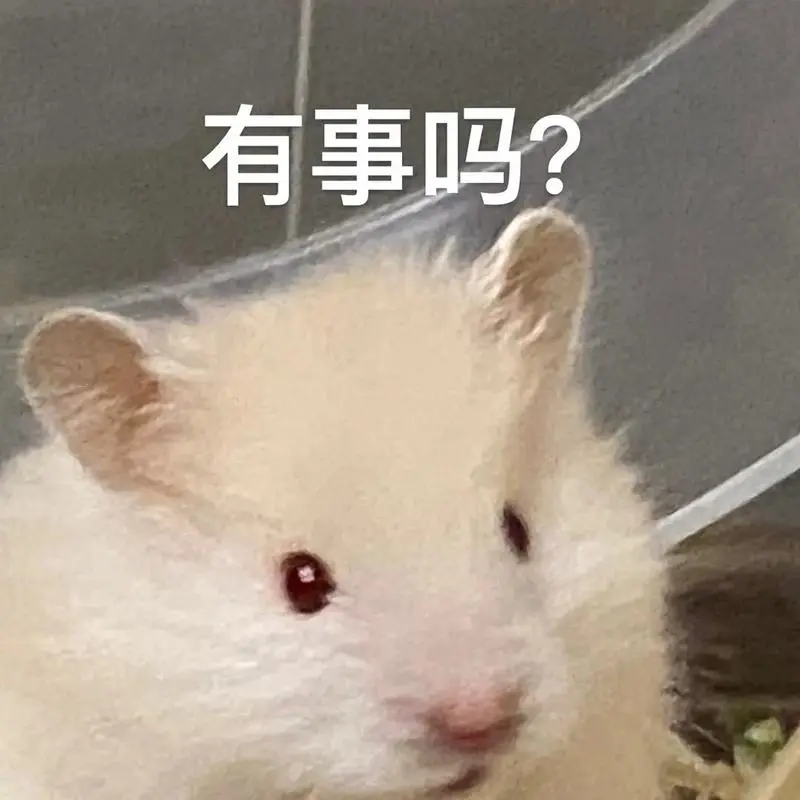 呆呆熊的表情包.#仓鼠#金丝熊拿图留赞哦-抖音