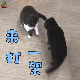 萌宠猫打一架生气soogifsoogif出品gif动图_动态图_表情包下载_soogif