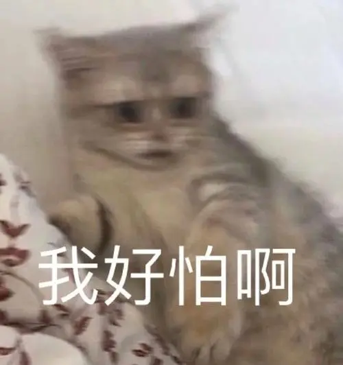 萌宠喵星人我好怕啊害怕搞怪逗gif动图_动态图_表情包下载_soogif