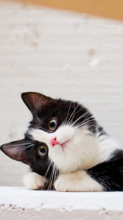 猫咪手机壁纸图片_猫咪高清手机壁纸_猫咪图片素材_美桌网