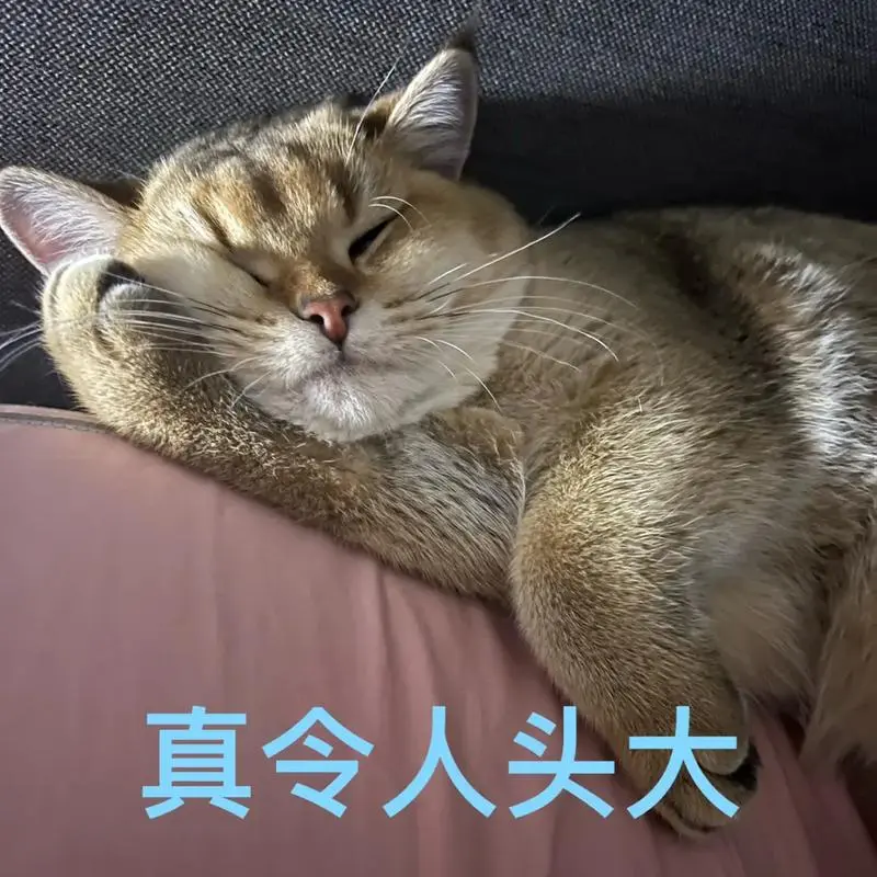 咬金的近期迷惑表情包大赏#猫咪的迷惑行为#我和我的猫#家-抖音