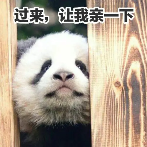 萌宠熊猫过来让我亲一下搞怪呆萌gif动图_动态图_表情包下载_soogif