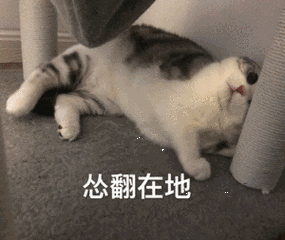 怂翻在地猫咪可爱躺着gif动图_动态图_表情包下载_soogif
