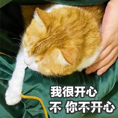 萌宠猫星人我很开心强颜欢笑呆萌可爱gif动图_动态图_表情包下载