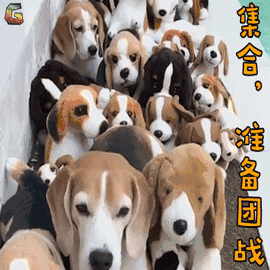 特战荣耀图片_特战荣耀动态图_特战荣耀表情包gif动图下载_soogif