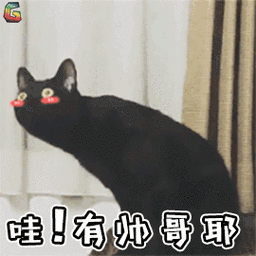 萌宠猫咪猫撩哇有帅哥耶soogifsoogif出品gif动图_动态图_表情包下载