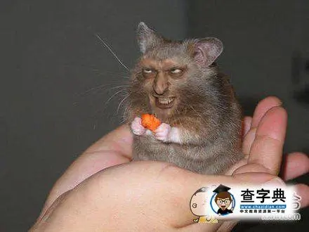 听说你们觉得仓鼠很萌?