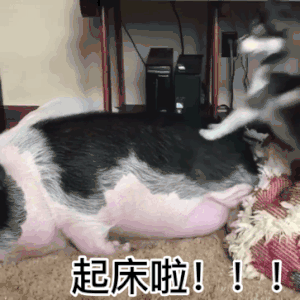 小狗狗猪猪起床啦搞笑斗图gif动图_动态图_表情包下载_soogif