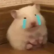 表情