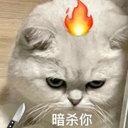 生气小猫表情包合集08