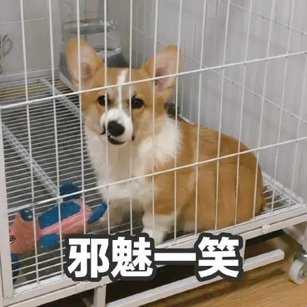 萌宠汪星人邪魅一笑坏笑嘿嘿呆萌可爱gif动图_动态图_表情包下载