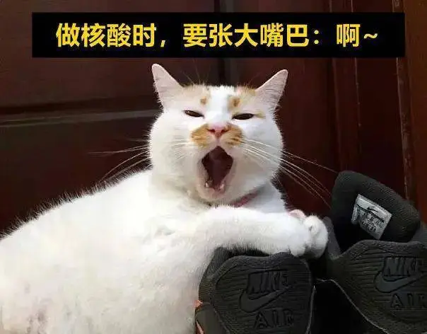 随手分享一组防疫表情包!97如果我确诊了,我的猫咋办?