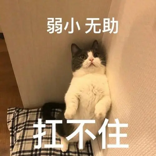 萌宠猫星人弱小可怜扛不住可爱搞怪gif动图_动态图_表情包下载_soogif