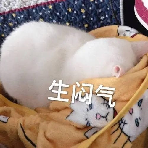 萌宠喵星人生闷气生气呆萌可爱gif动图_动态图_表情包下载_soogif