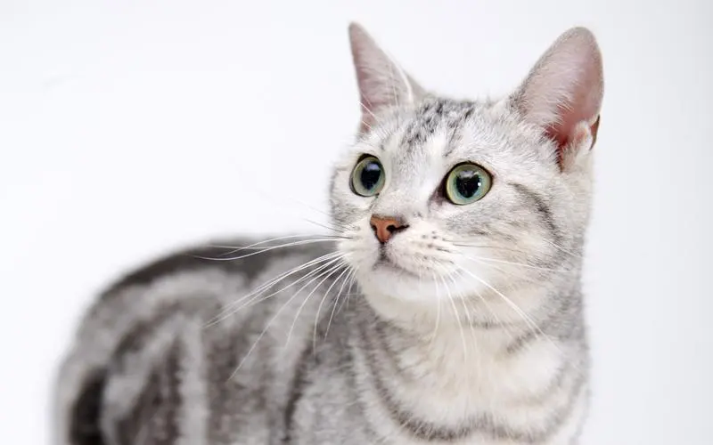 高清可爱小猫咪壁纸_动物_太平洋电脑网