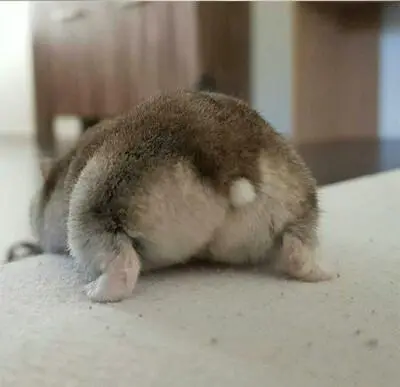 剑三头像仓鼠