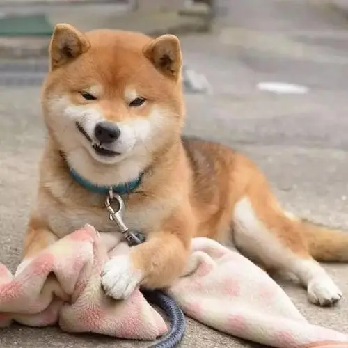 火爆ins狗中吴彦祖邪魅狂狷的霸道柴犬你有被撩到么