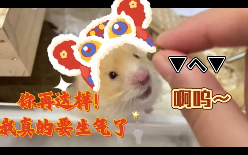 【仓鼠】鼠鼠生气表情是这样的(▼ヘ▼),(挑逗版)_哔哩哔哩_bilibili