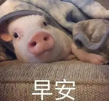 早安(猪猪)-斗图表情包-斗图神器-adoutu.com