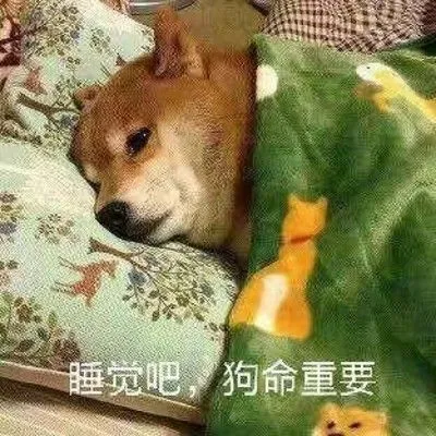 表情包睡觉
