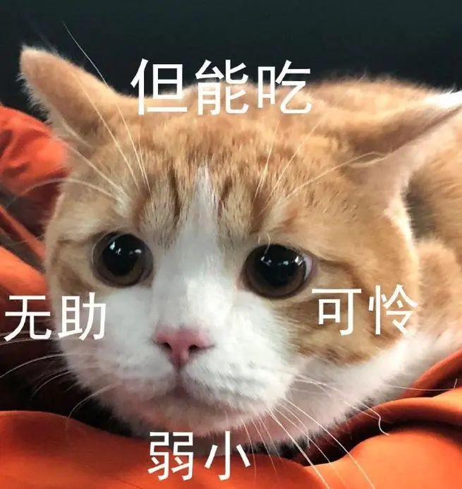 萌宠猫星人无助弱小可怜呆萌可爱gif动图_动态图_表情包下载_soogif
