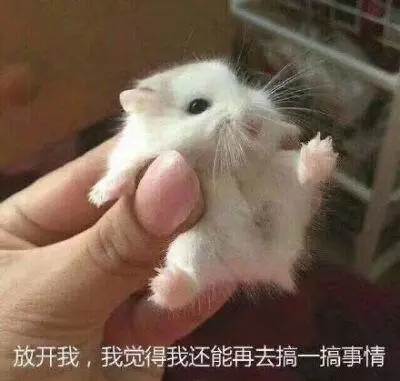 放开我,我觉得我还能再去搞一搞事情(仓鼠表情包)