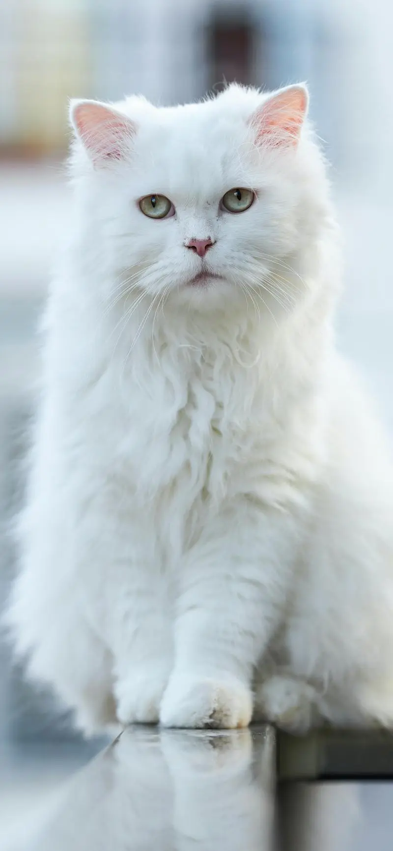 超酷的猫咪壁纸高清壁纸无水印