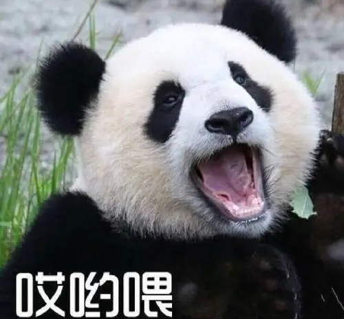 浠墨的相册-大熊猫表情包