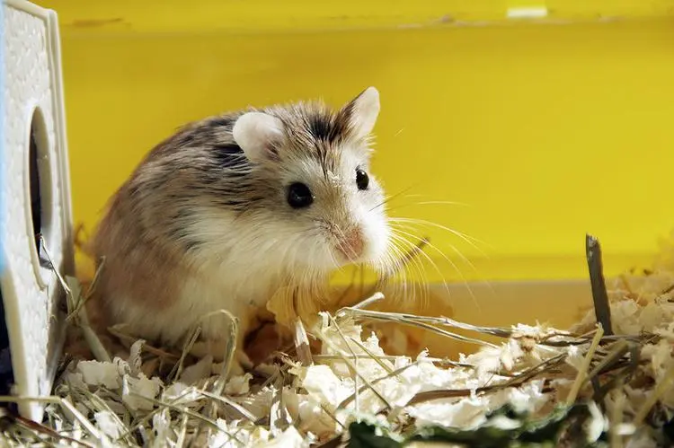 动物宠物仓鼠hamster