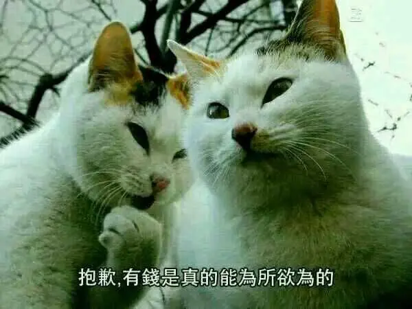 猫咪说悄悄话:抱歉,有钱是真的能为所欲为-i表情