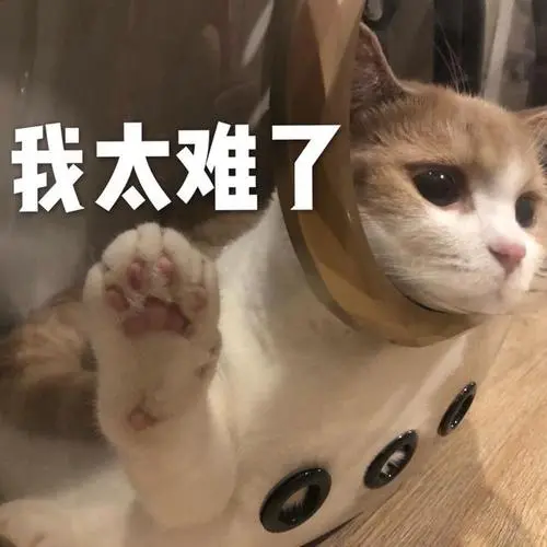 表情包:超可爱的萌宠猫咪动态静态表情包