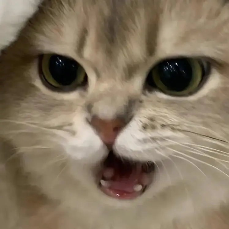 猫咪表情包#猫咪-抖音