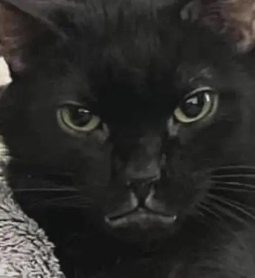 猫们在开会时,被主人突然打断后,其中一只猫的表情好吓人!
